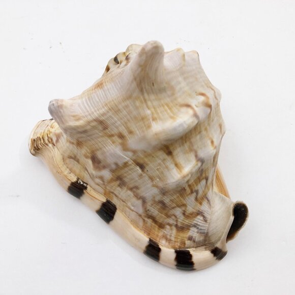 Horned Tiger Striped Conch Shell 7x5x5 inches Vintage large - Picture 5 of 7
